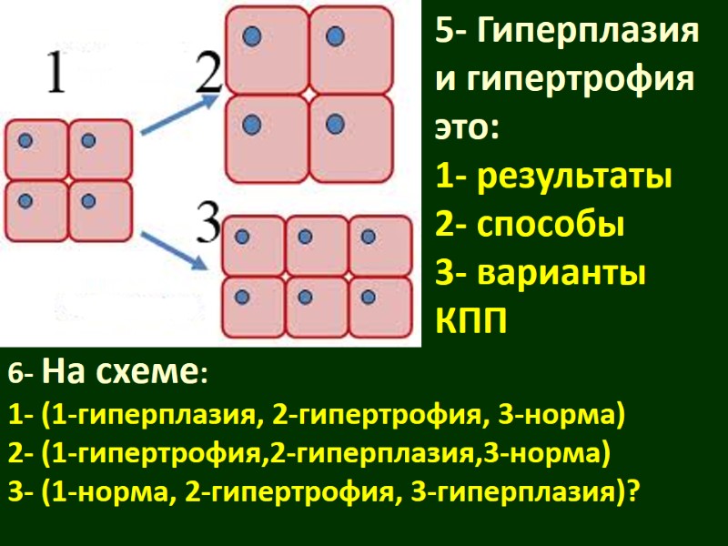6- На схеме: 1- (1-гиперплазия, 2-гипертрофия, 3-норма) 2- (1-гипертрофия,2-гиперплазия,3-норма) 3- (1-норма, 2-гипертрофия, 3-гиперплазия)? 5-